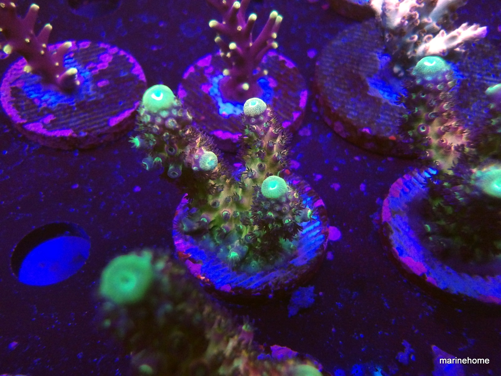 KODAK Digital Still Camera