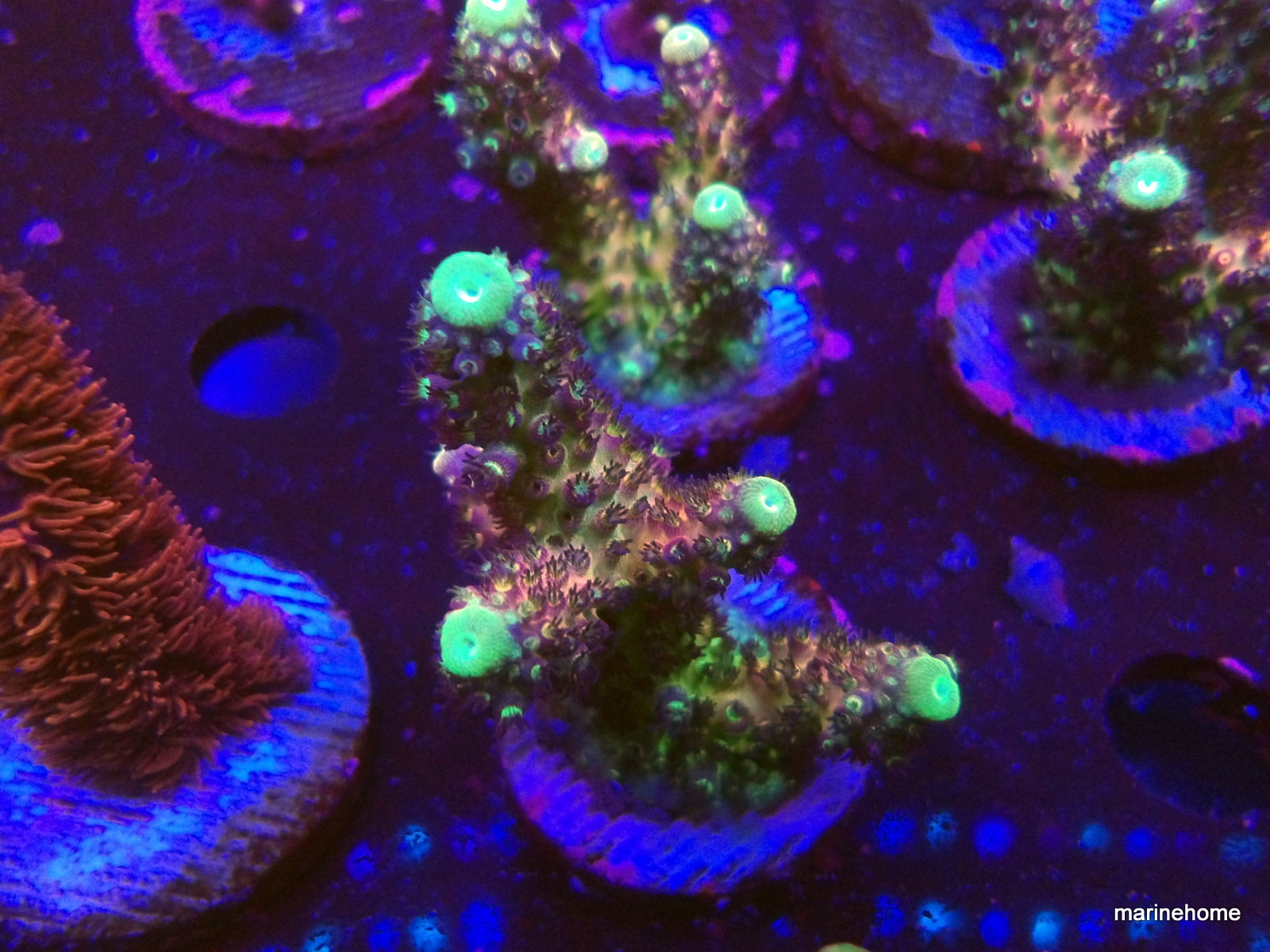 KODAK Digital Still Camera