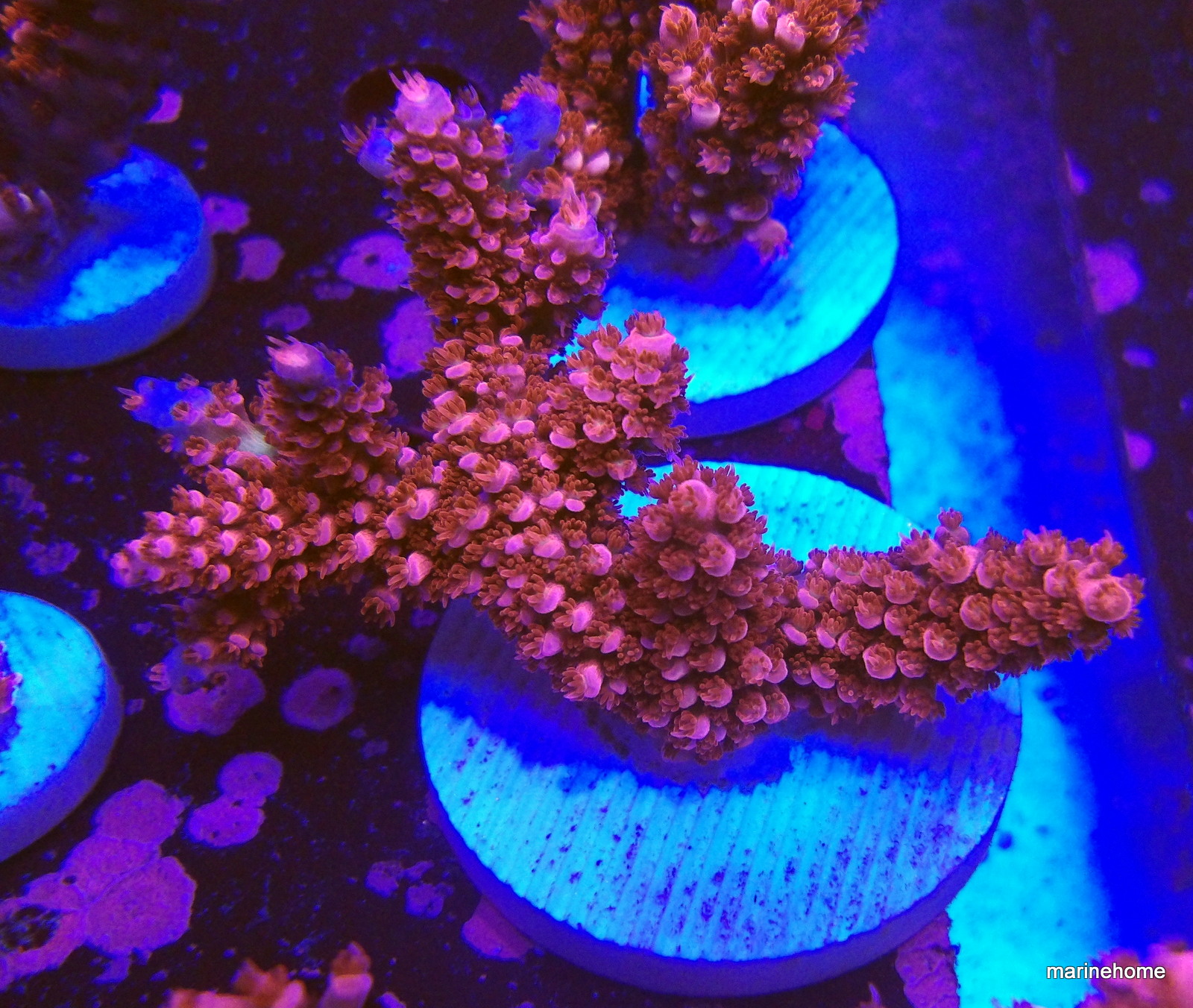 KODAK Digital Still Camera