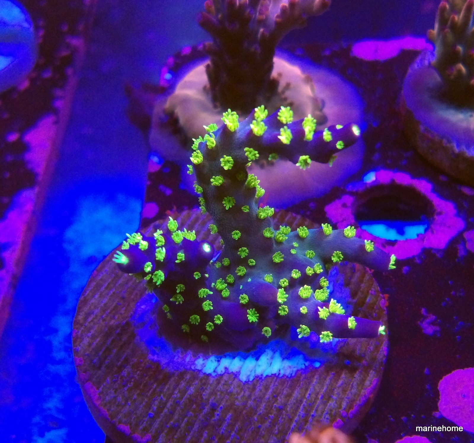 KODAK Digital Still Camera