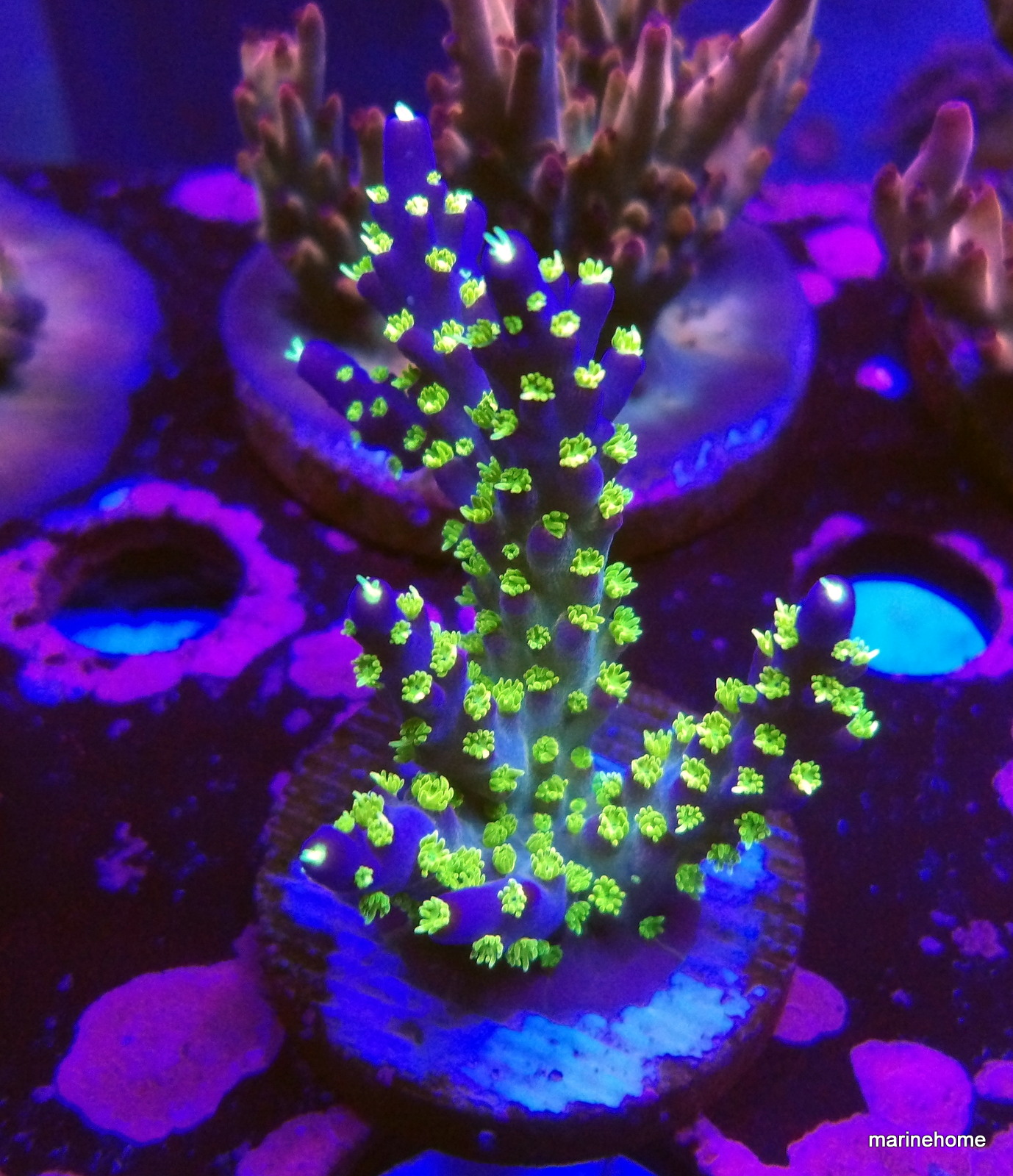 KODAK Digital Still Camera