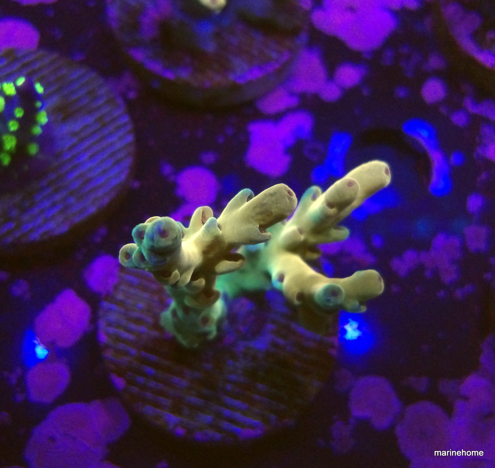 KODAK Digital Still Camera