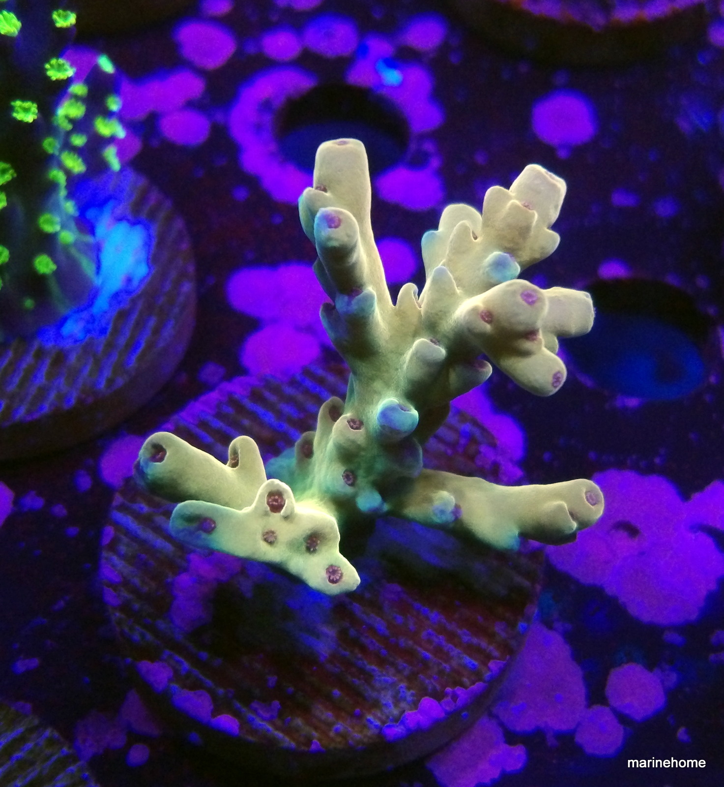 KODAK Digital Still Camera