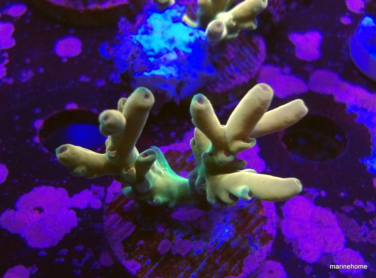 KODAK Digital Still Camera