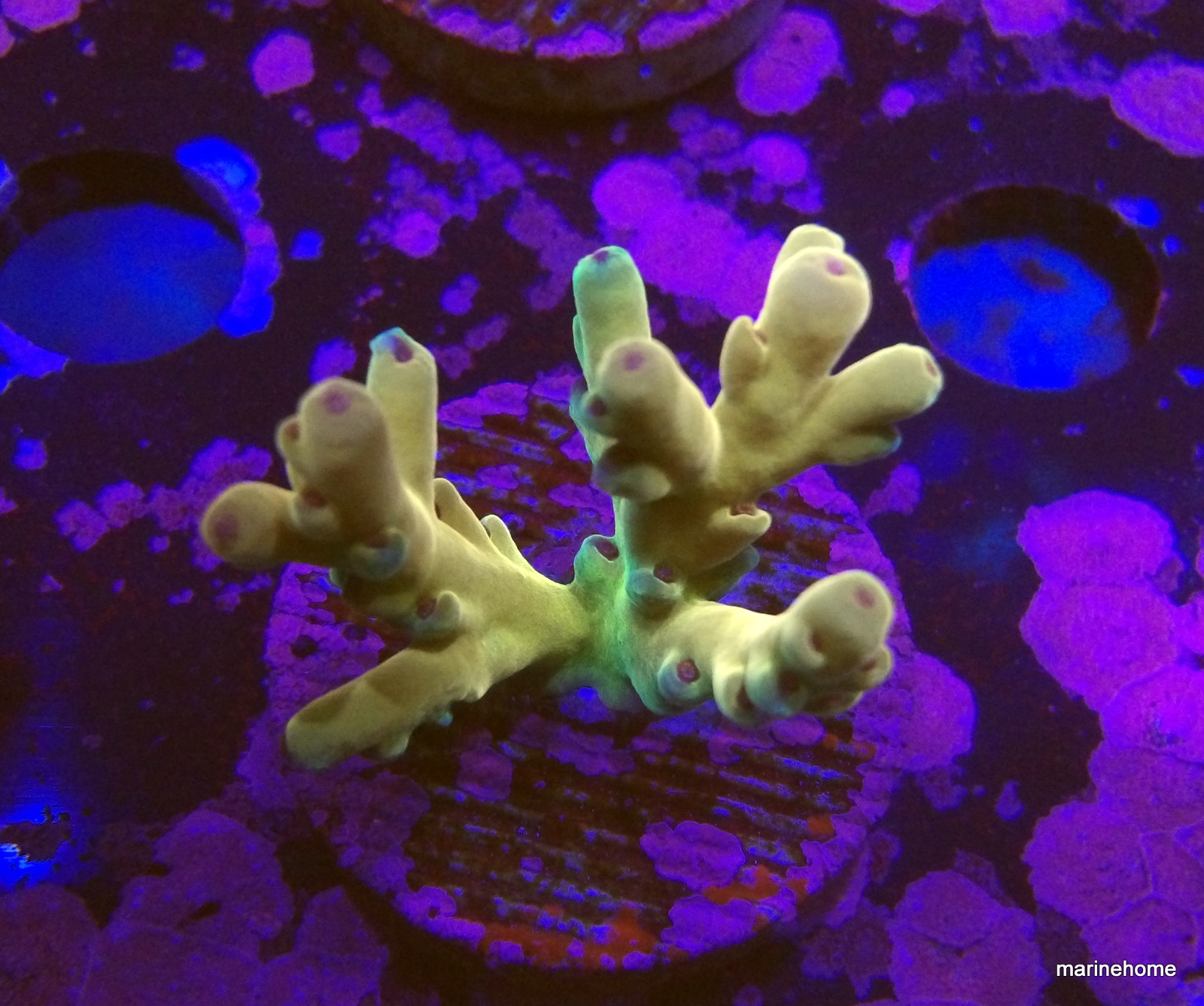 KODAK Digital Still Camera