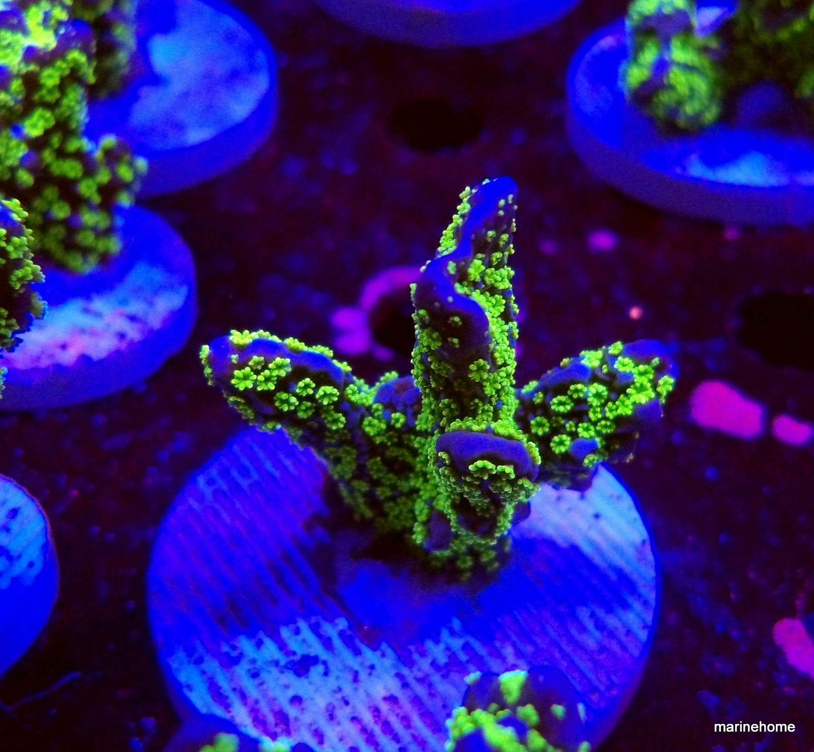 KODAK Digital Still Camera