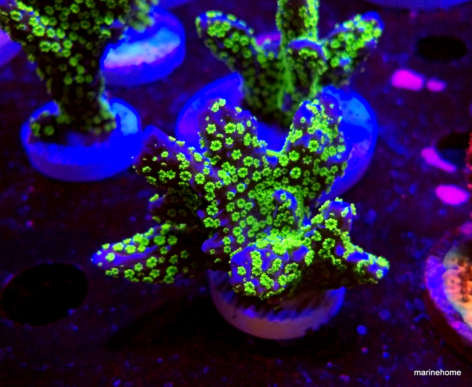 KODAK Digital Still Camera