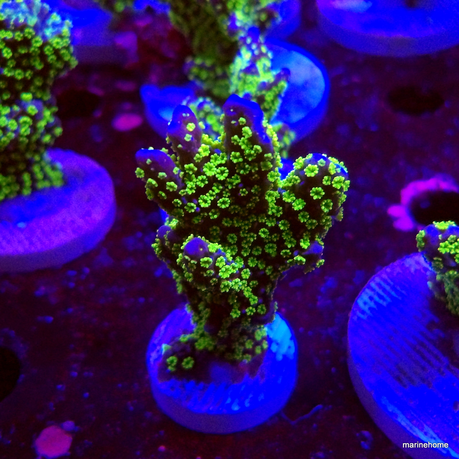 KODAK Digital Still Camera