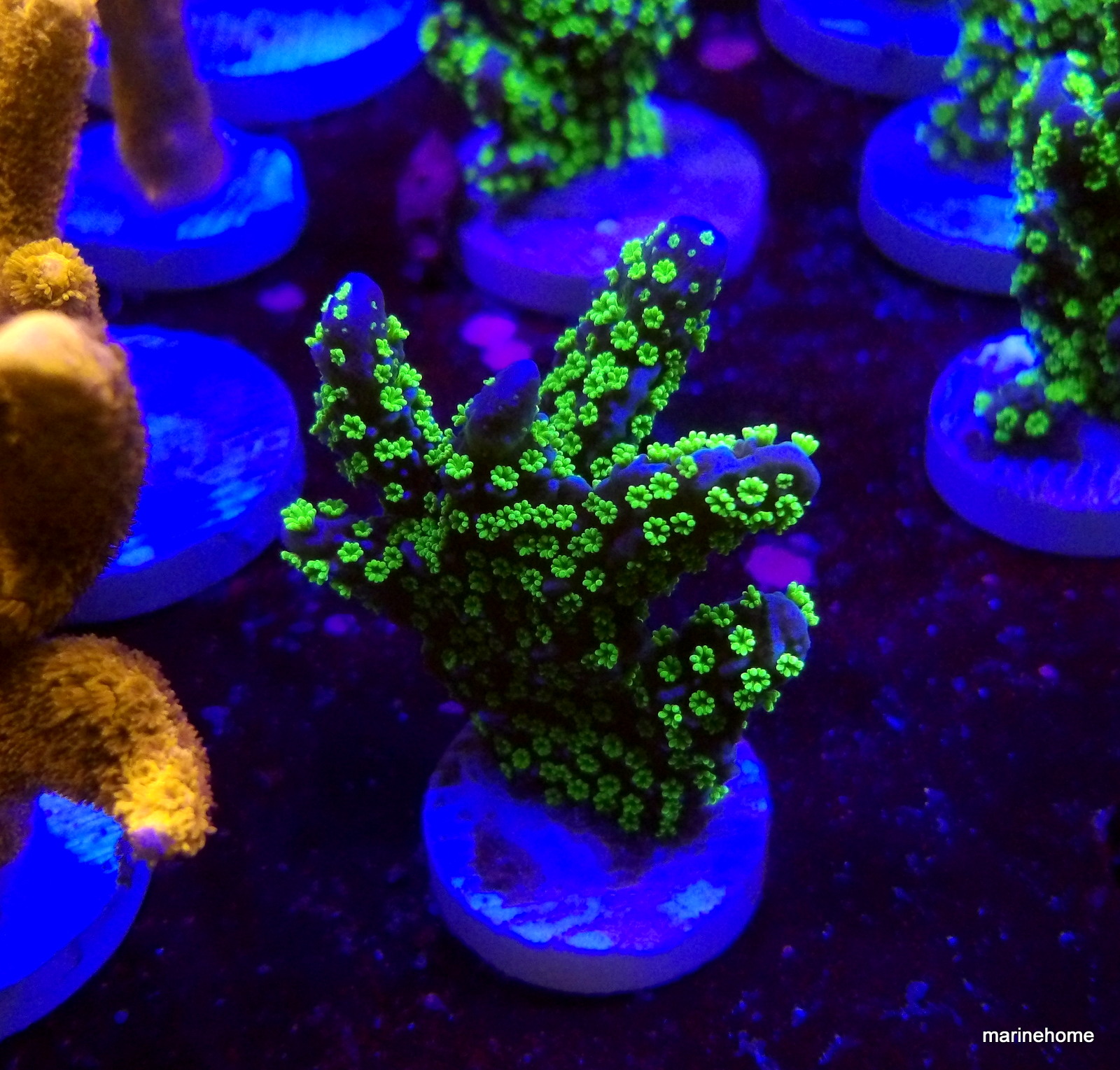 KODAK Digital Still Camera