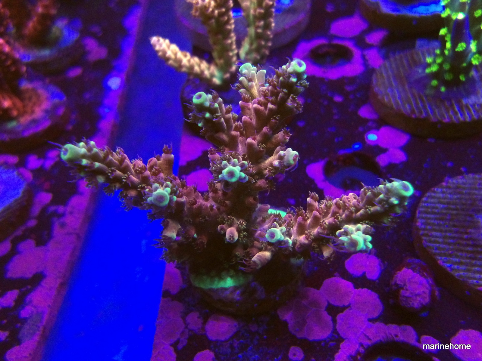 KODAK Digital Still Camera