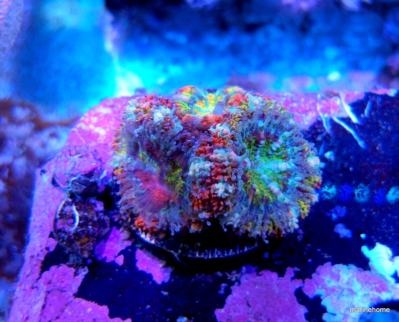 KODAK Digital Still Camera