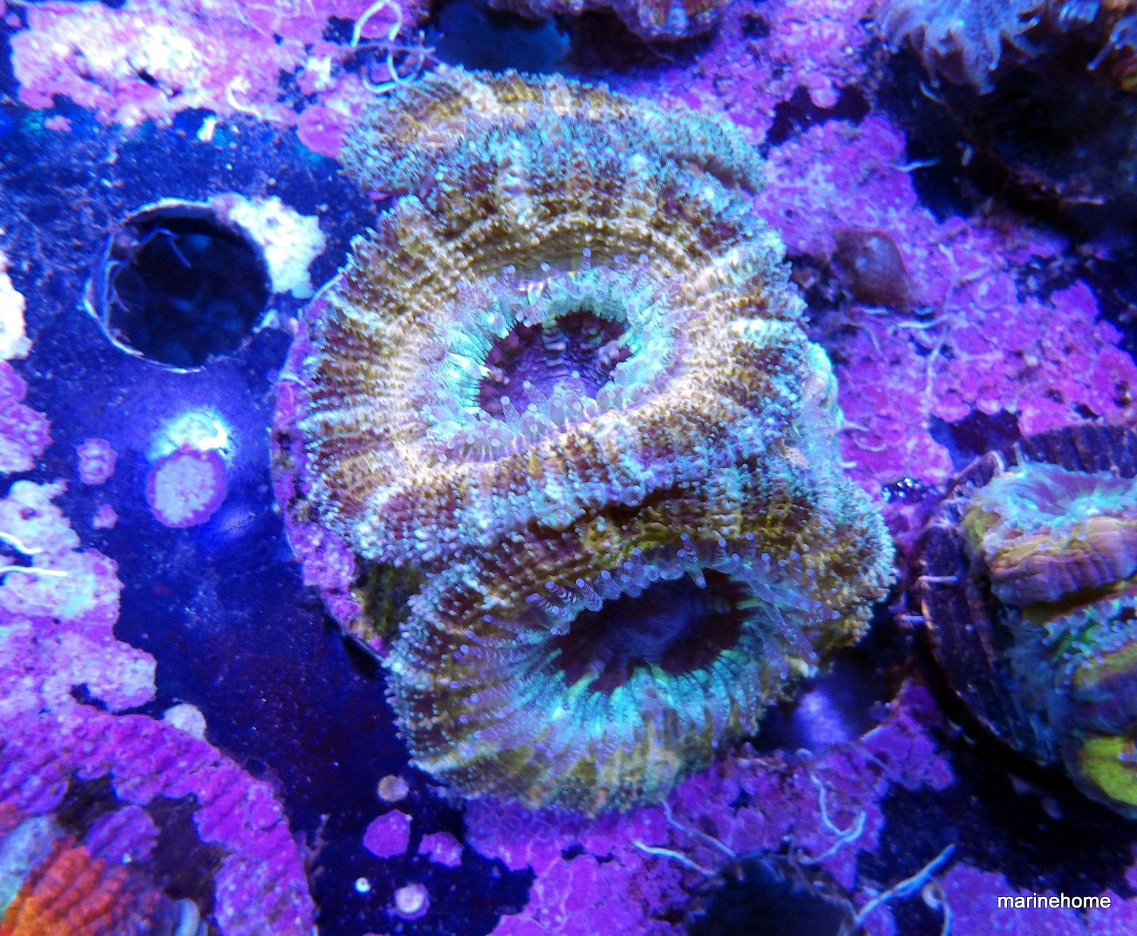 KODAK Digital Still Camera