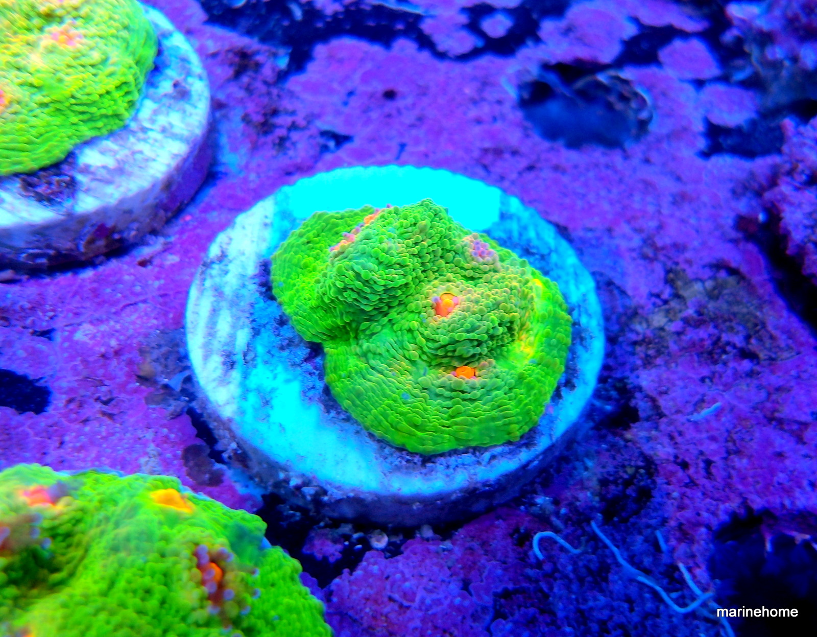 KODAK Digital Still Camera