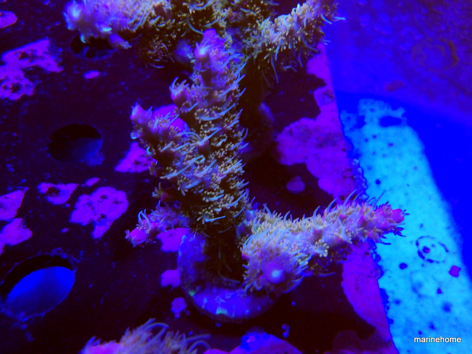 KODAK Digital Still Camera