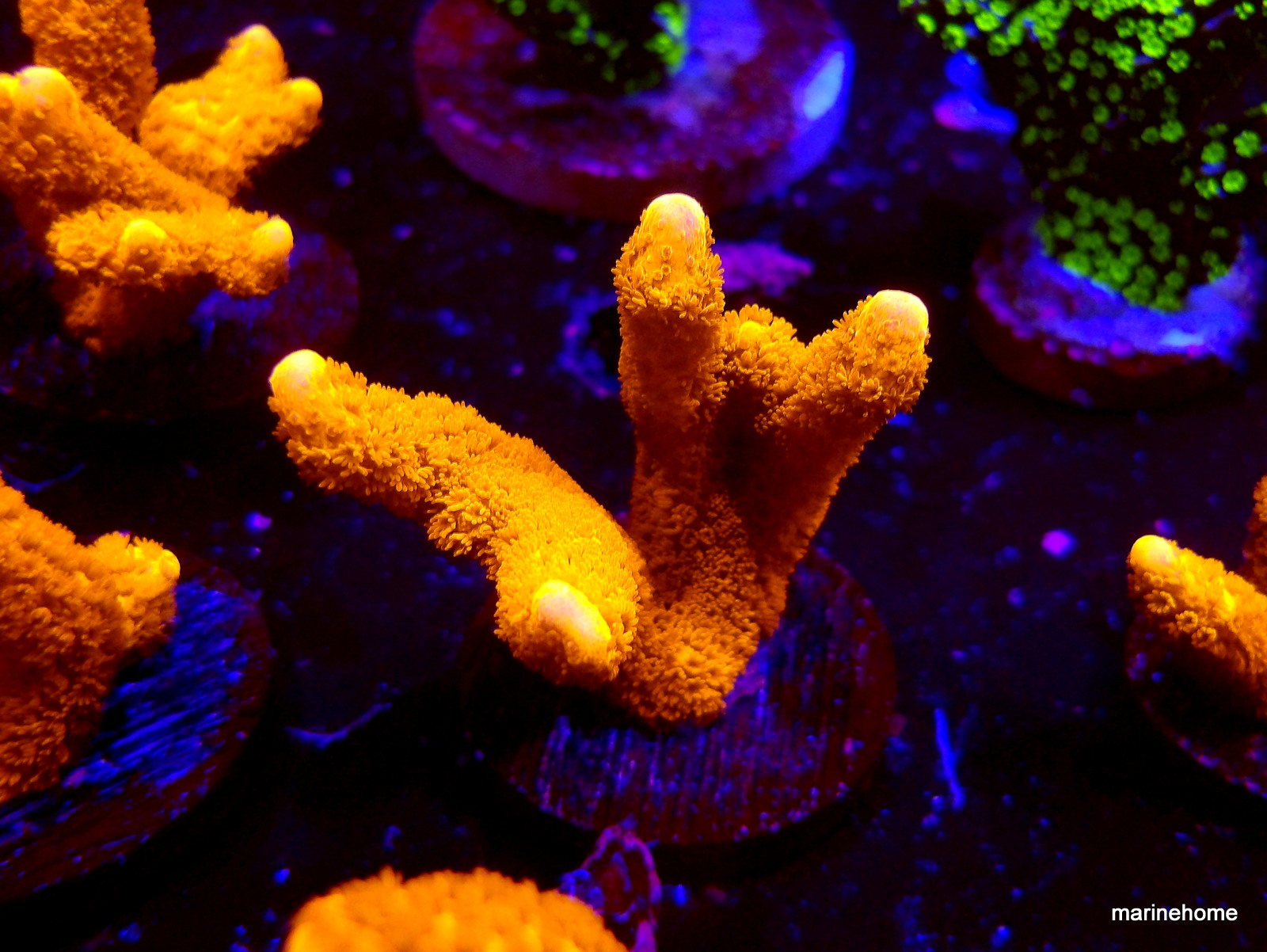 KODAK Digital Still Camera