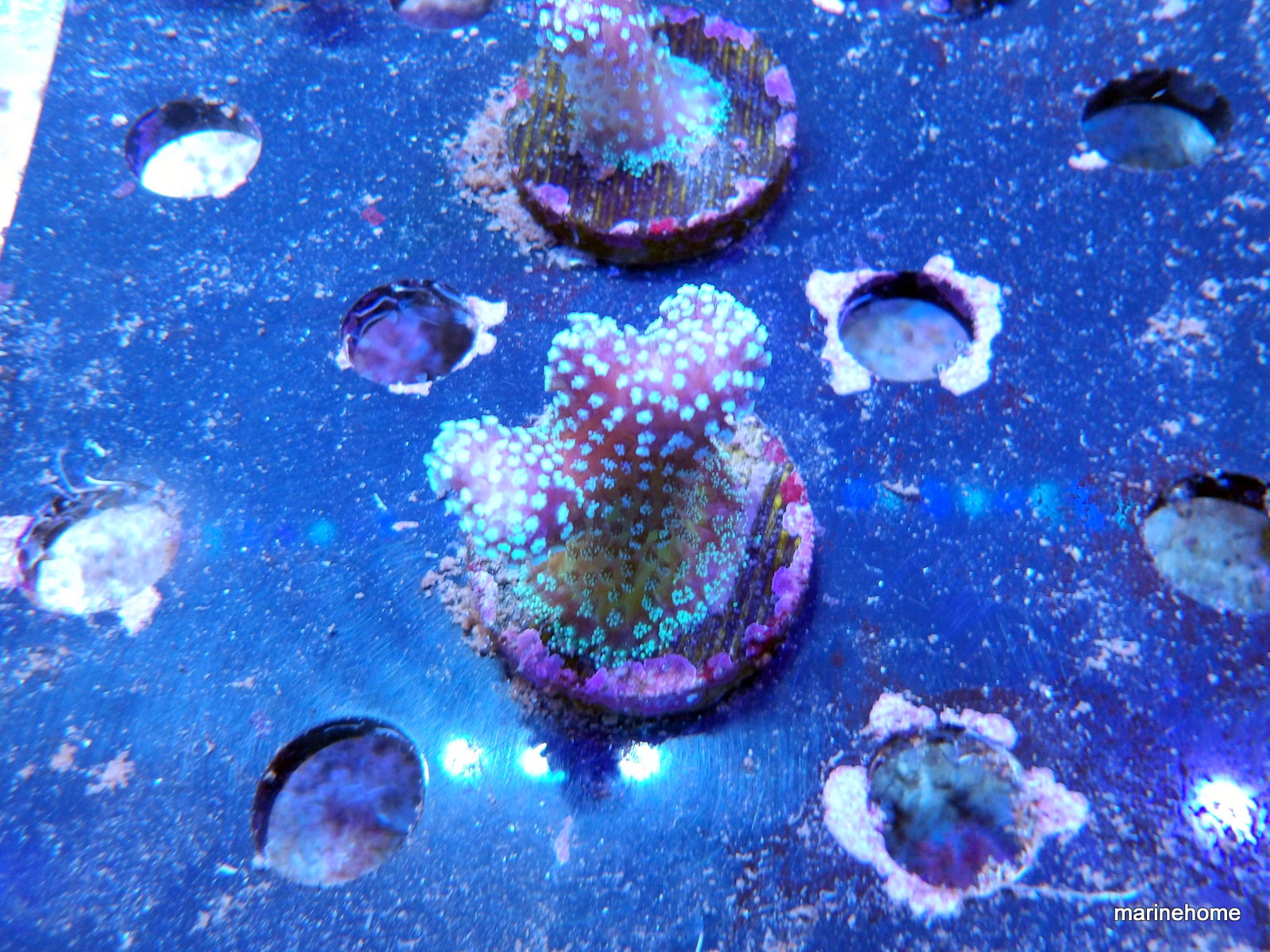 KODAK Digital Still Camera