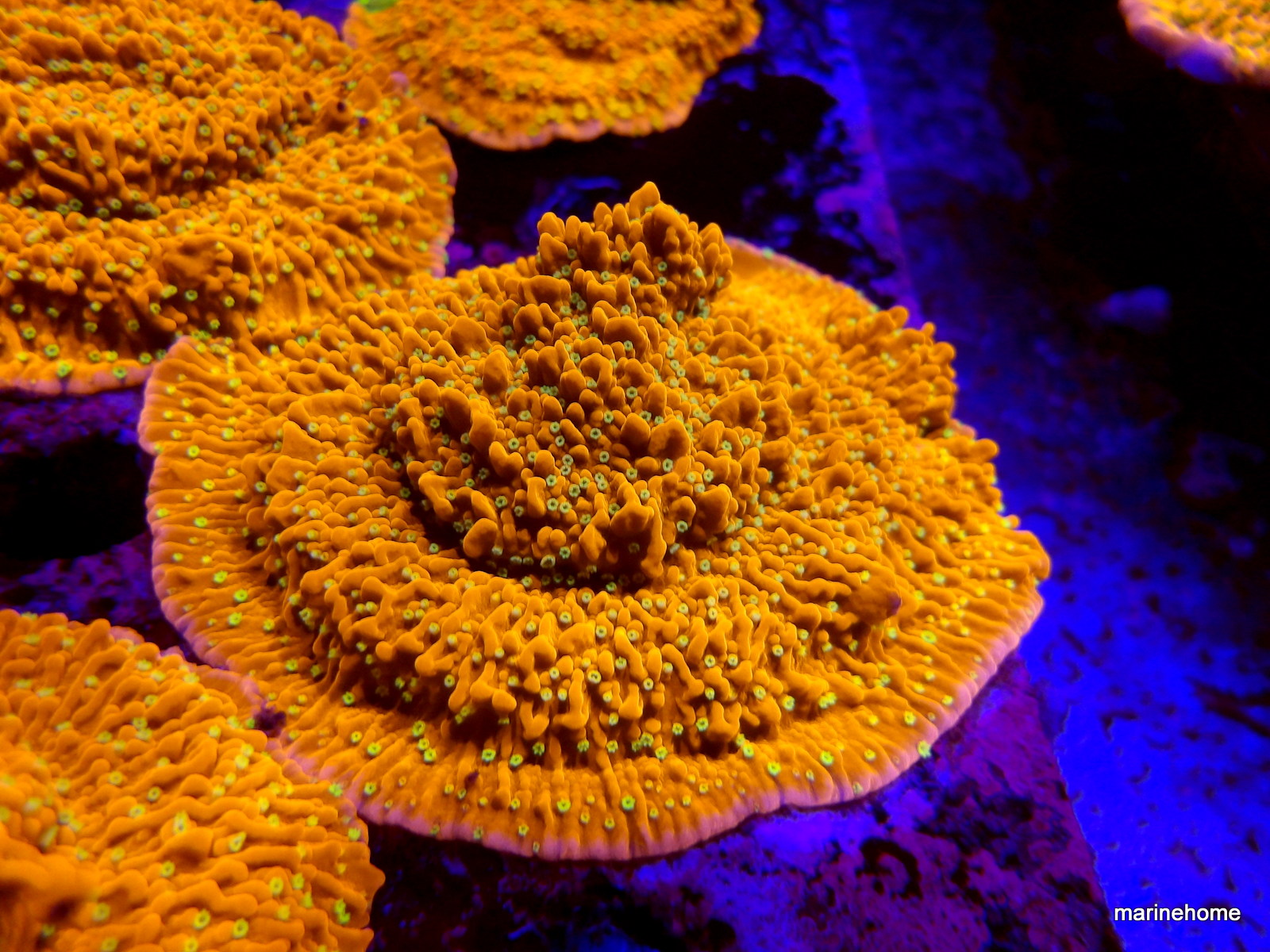 KODAK Digital Still Camera