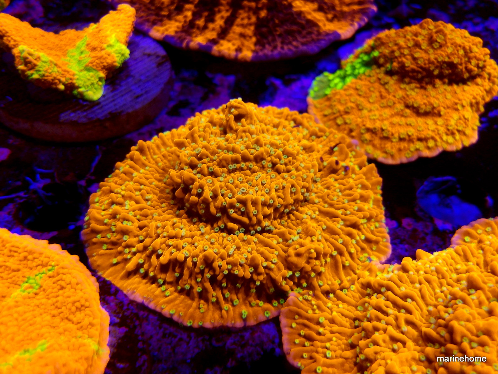 KODAK Digital Still Camera