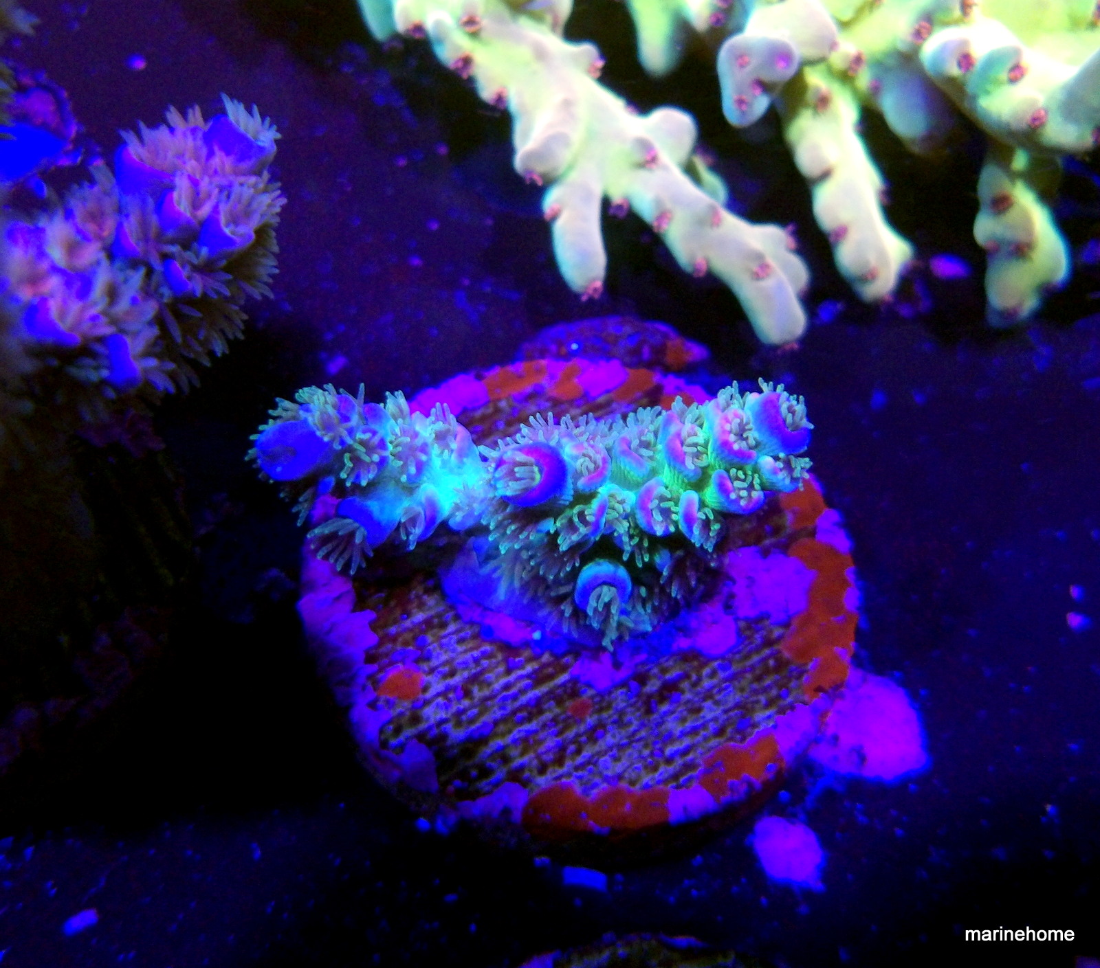 KODAK Digital Still Camera