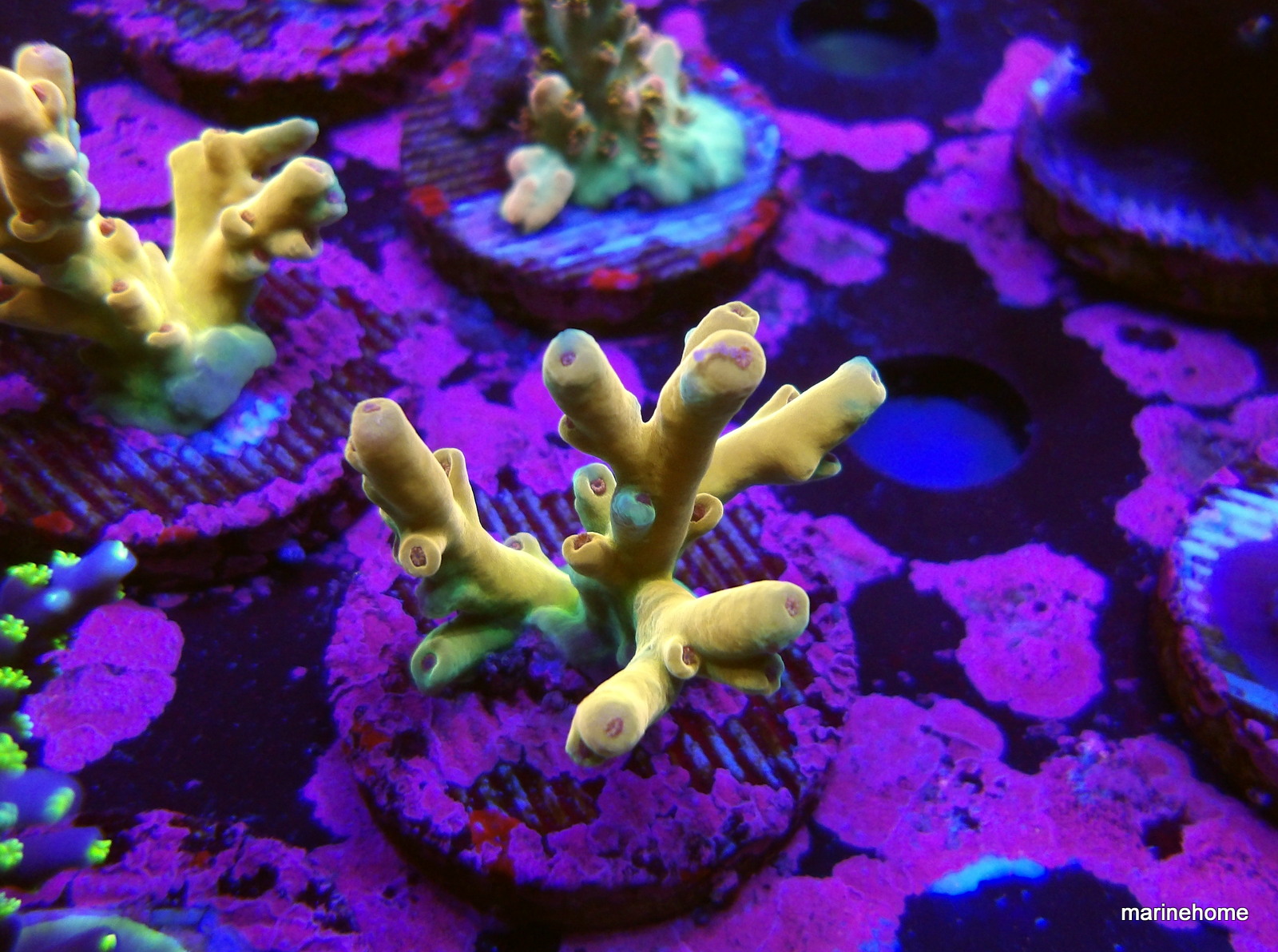 KODAK Digital Still Camera