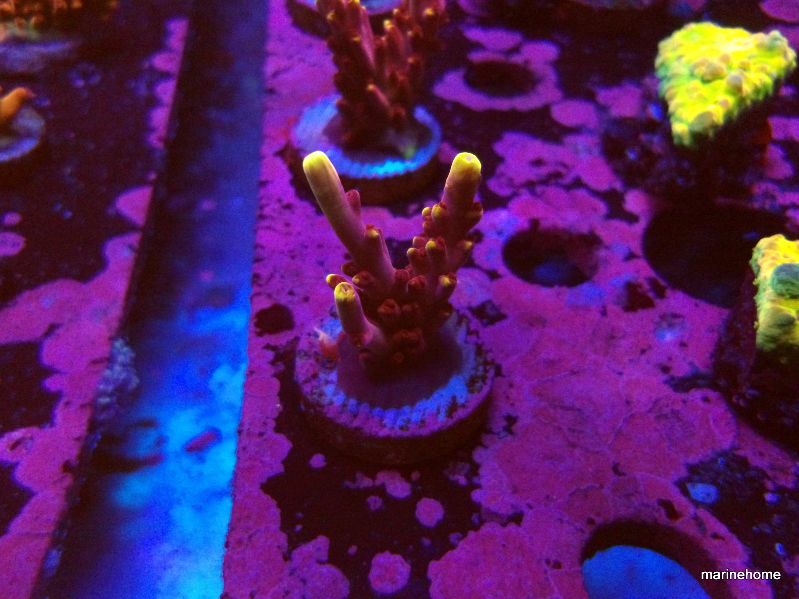 KODAK Digital Still Camera