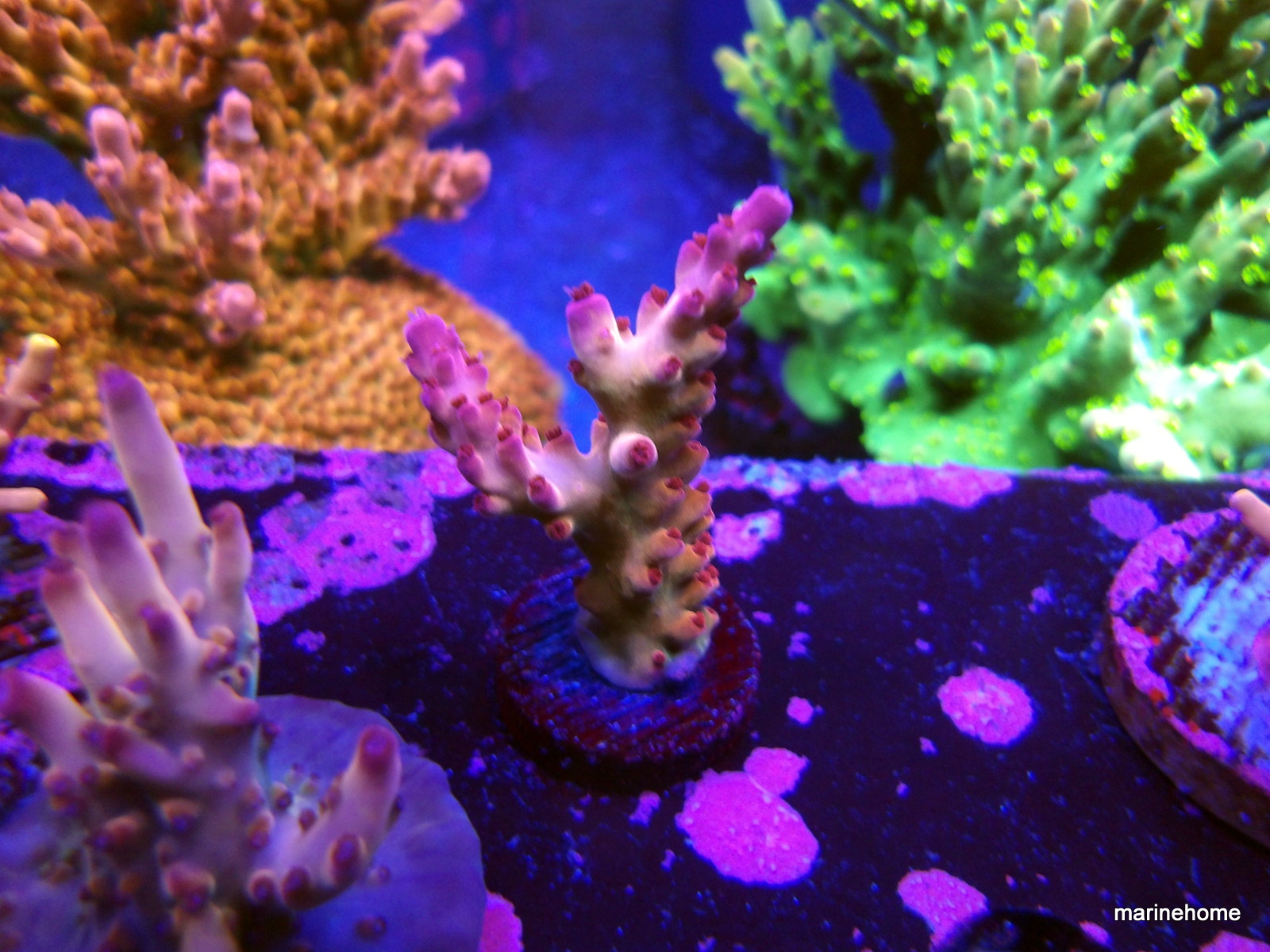 KODAK Digital Still Camera