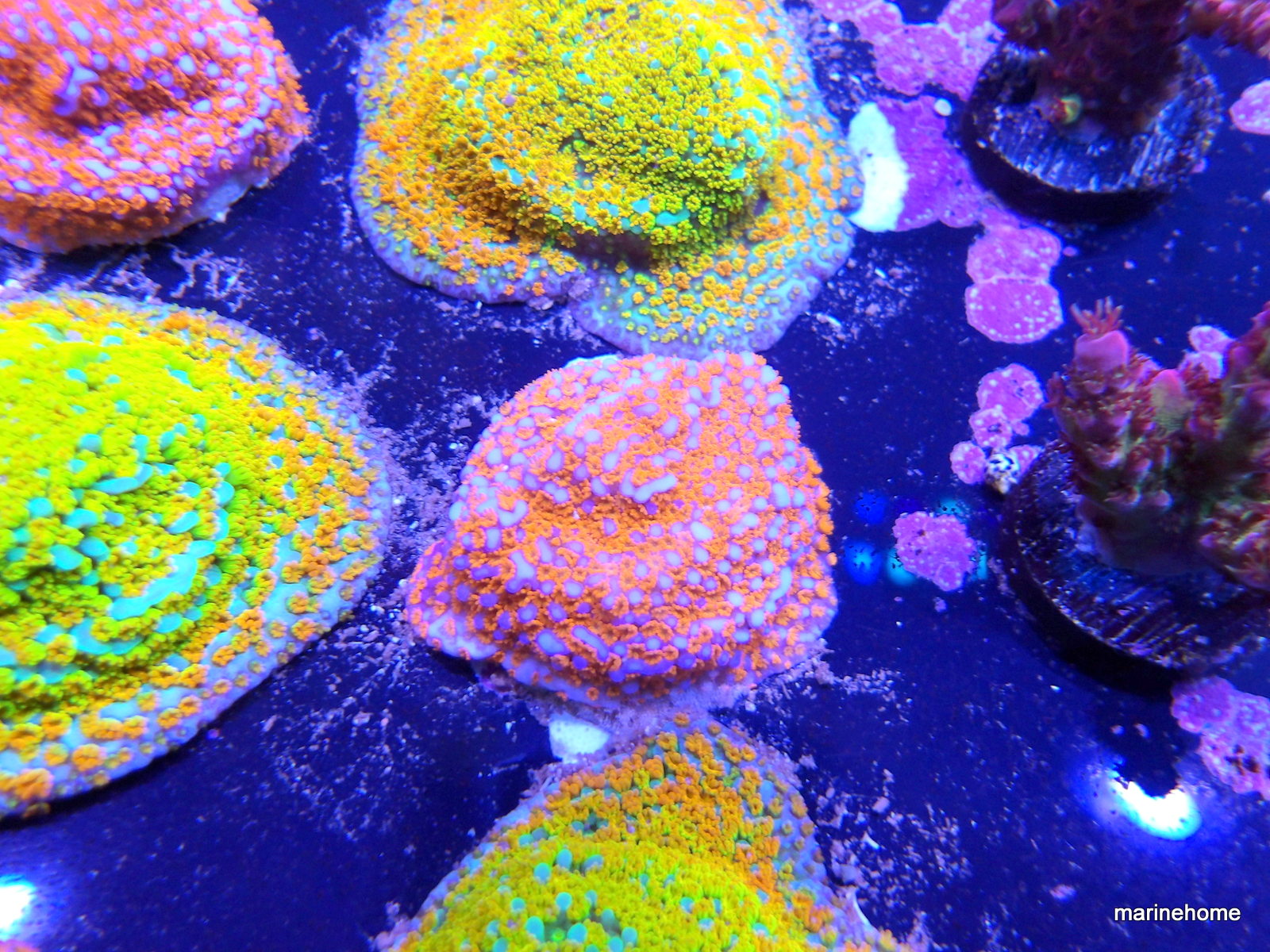 KODAK Digital Still Camera