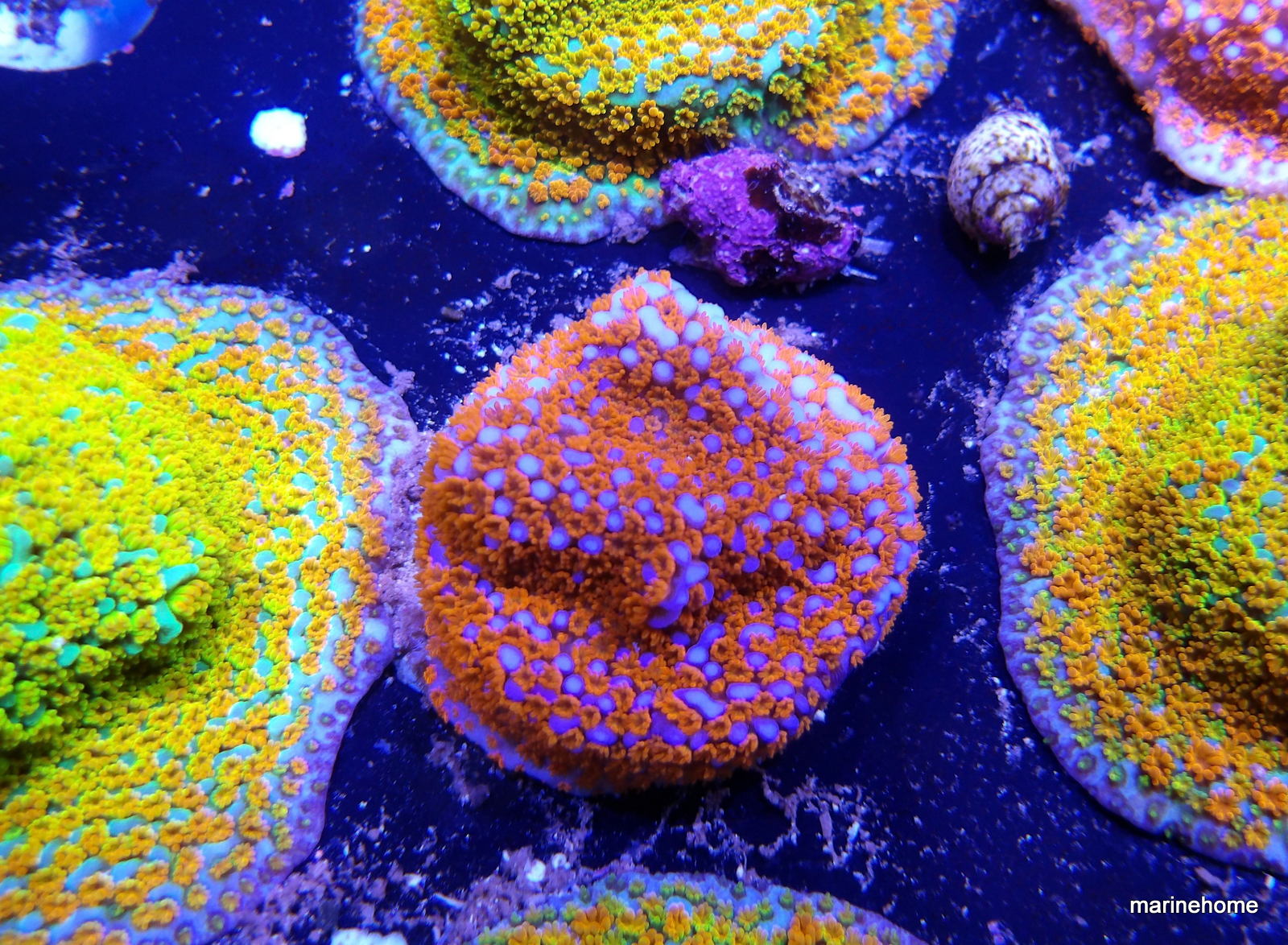 KODAK Digital Still Camera