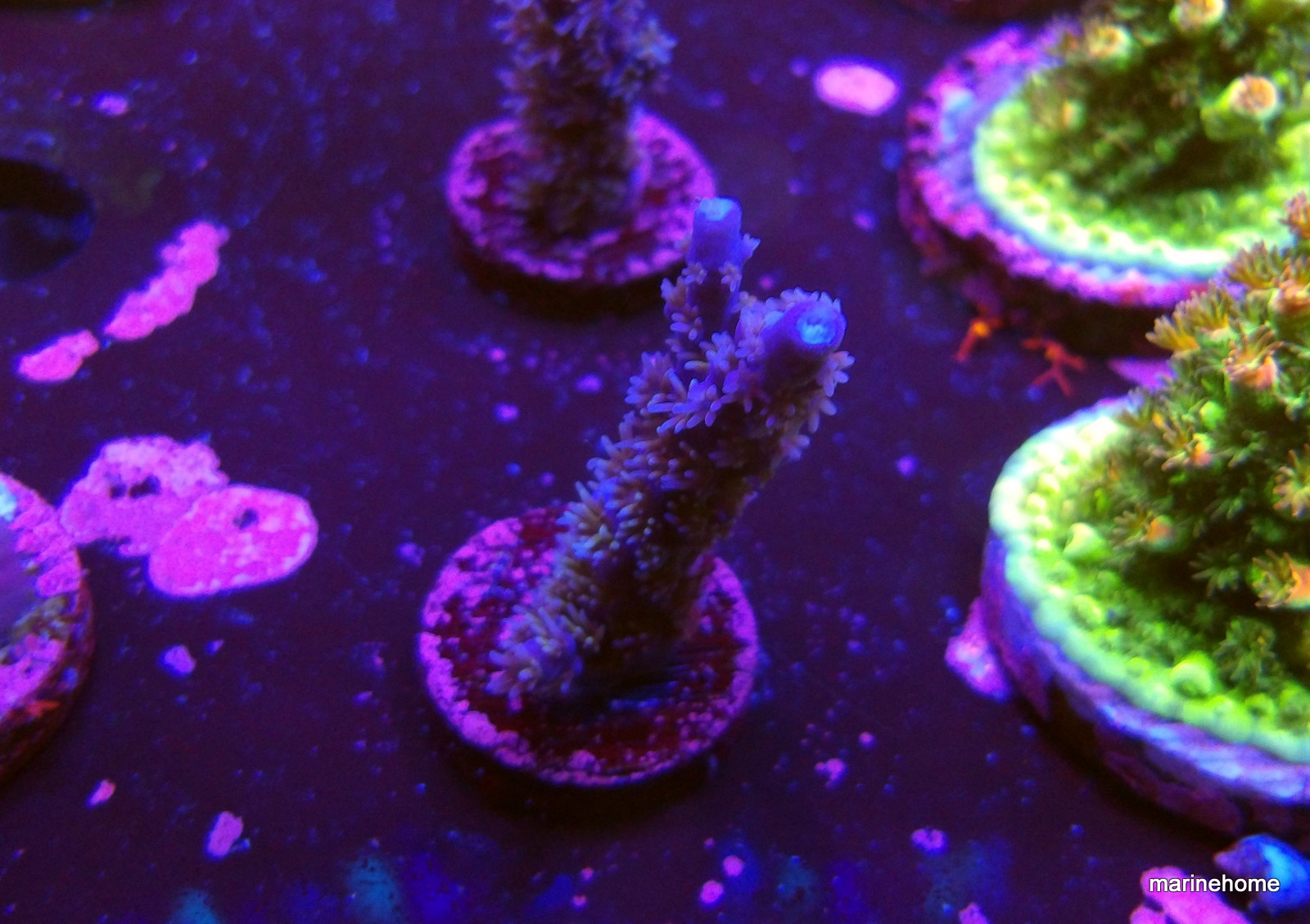 KODAK Digital Still Camera