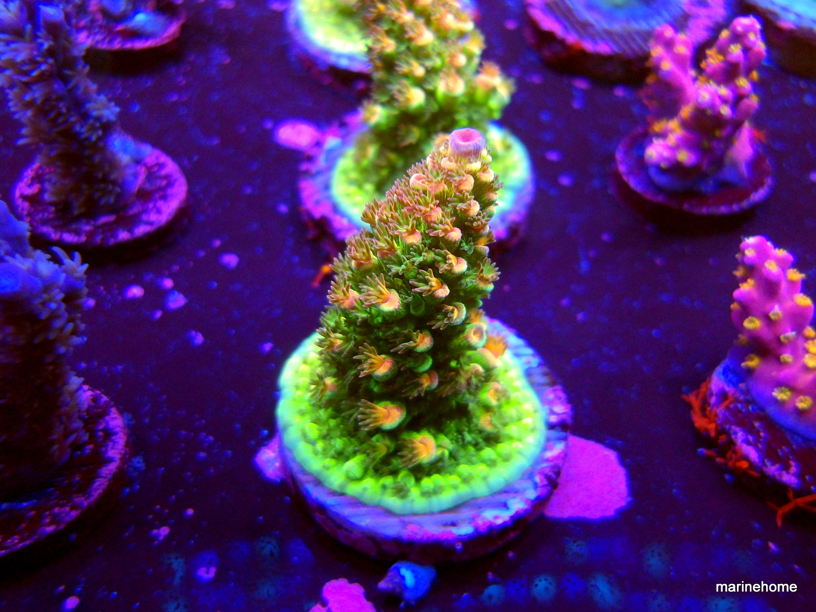 KODAK Digital Still Camera