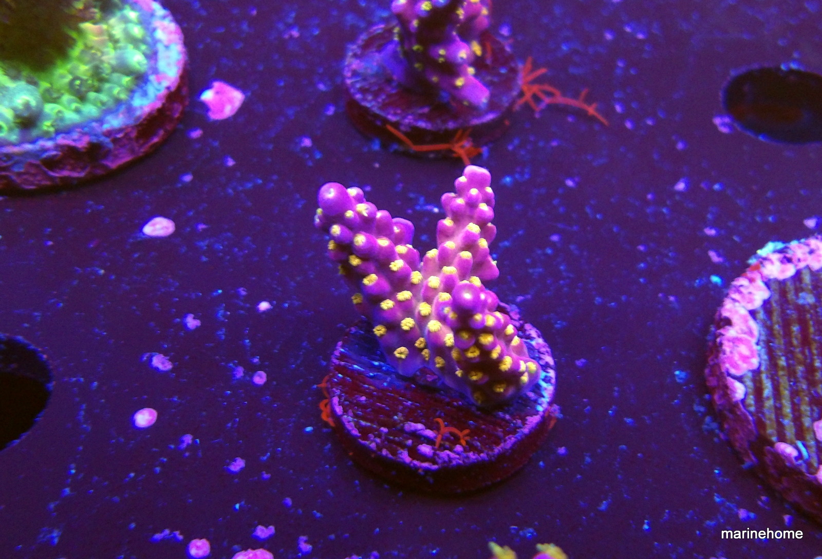 KODAK Digital Still Camera