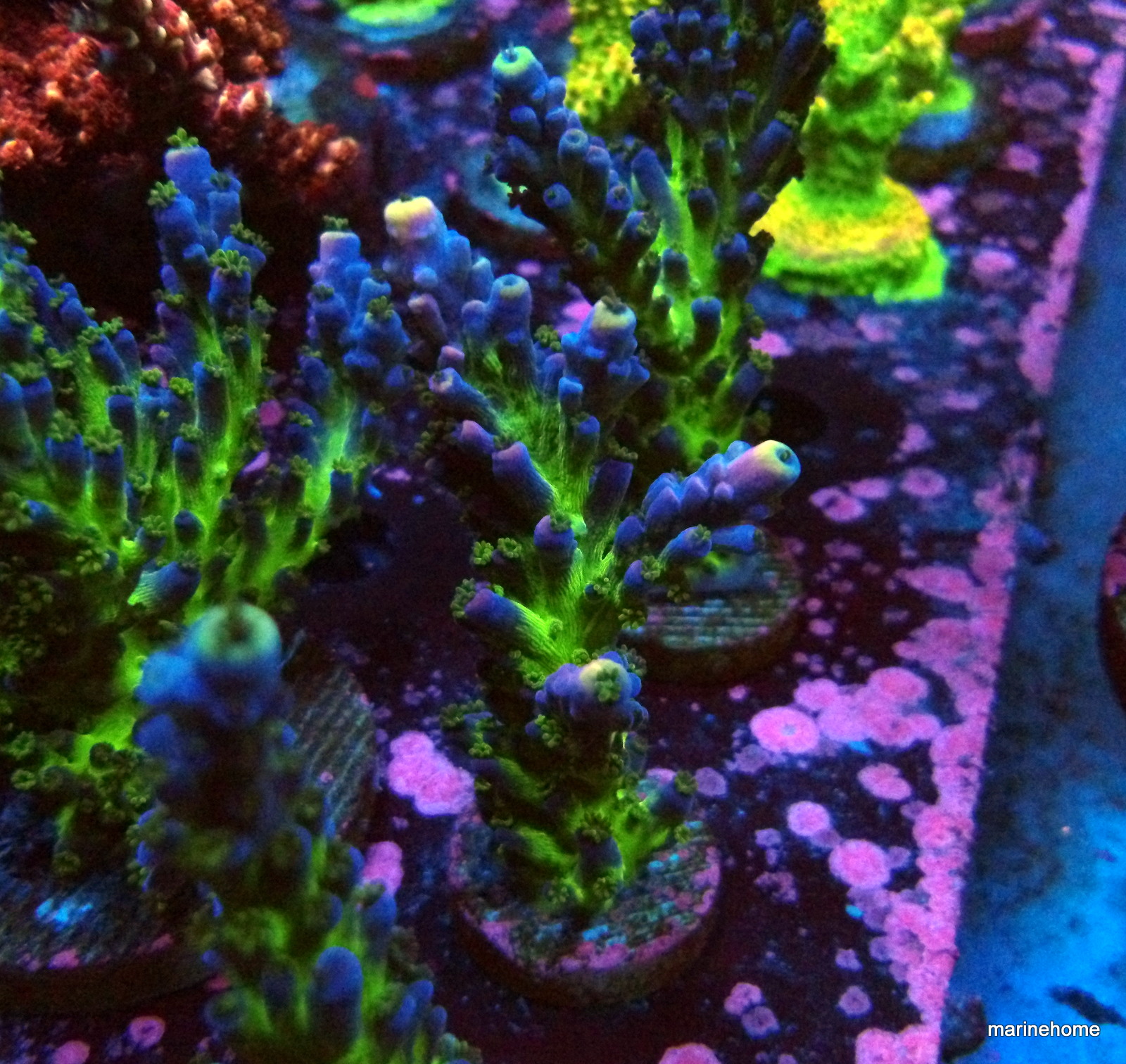 KODAK Digital Still Camera