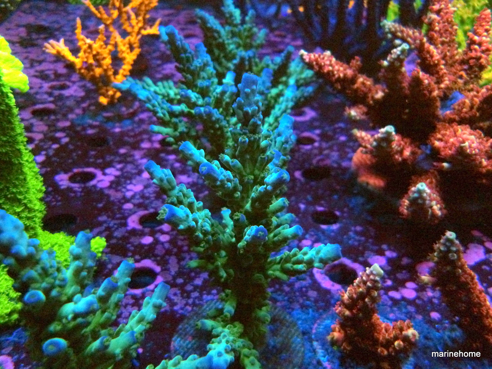 KODAK Digital Still Camera