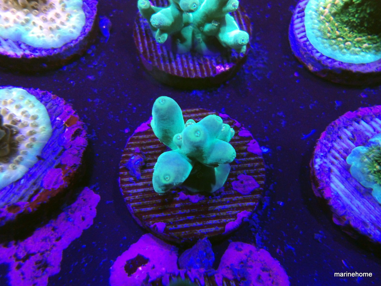 KODAK Digital Still Camera