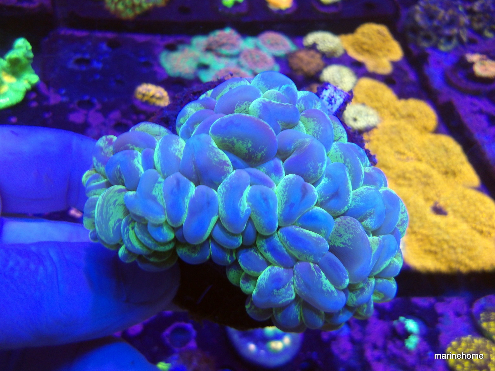 KODAK Digital Still Camera