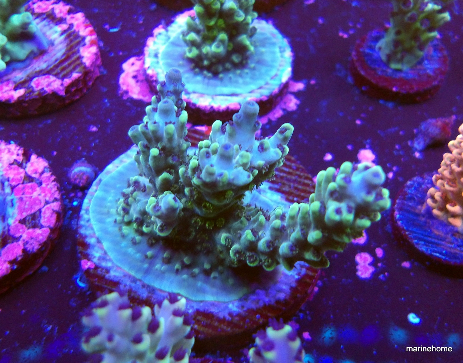 KODAK Digital Still Camera