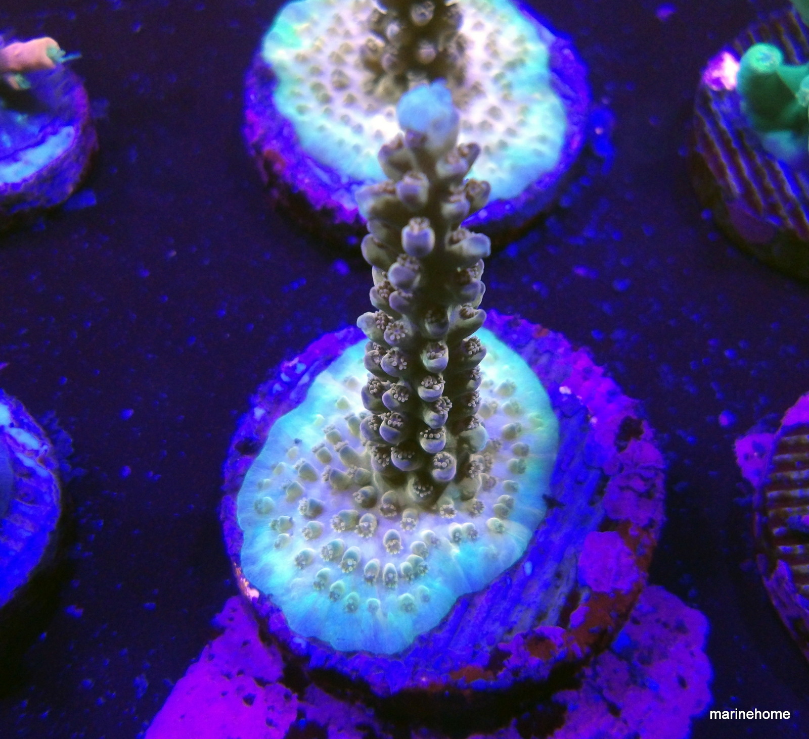 KODAK Digital Still Camera