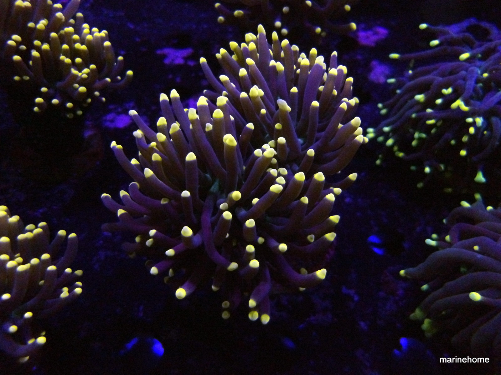 KODAK Digital Still Camera