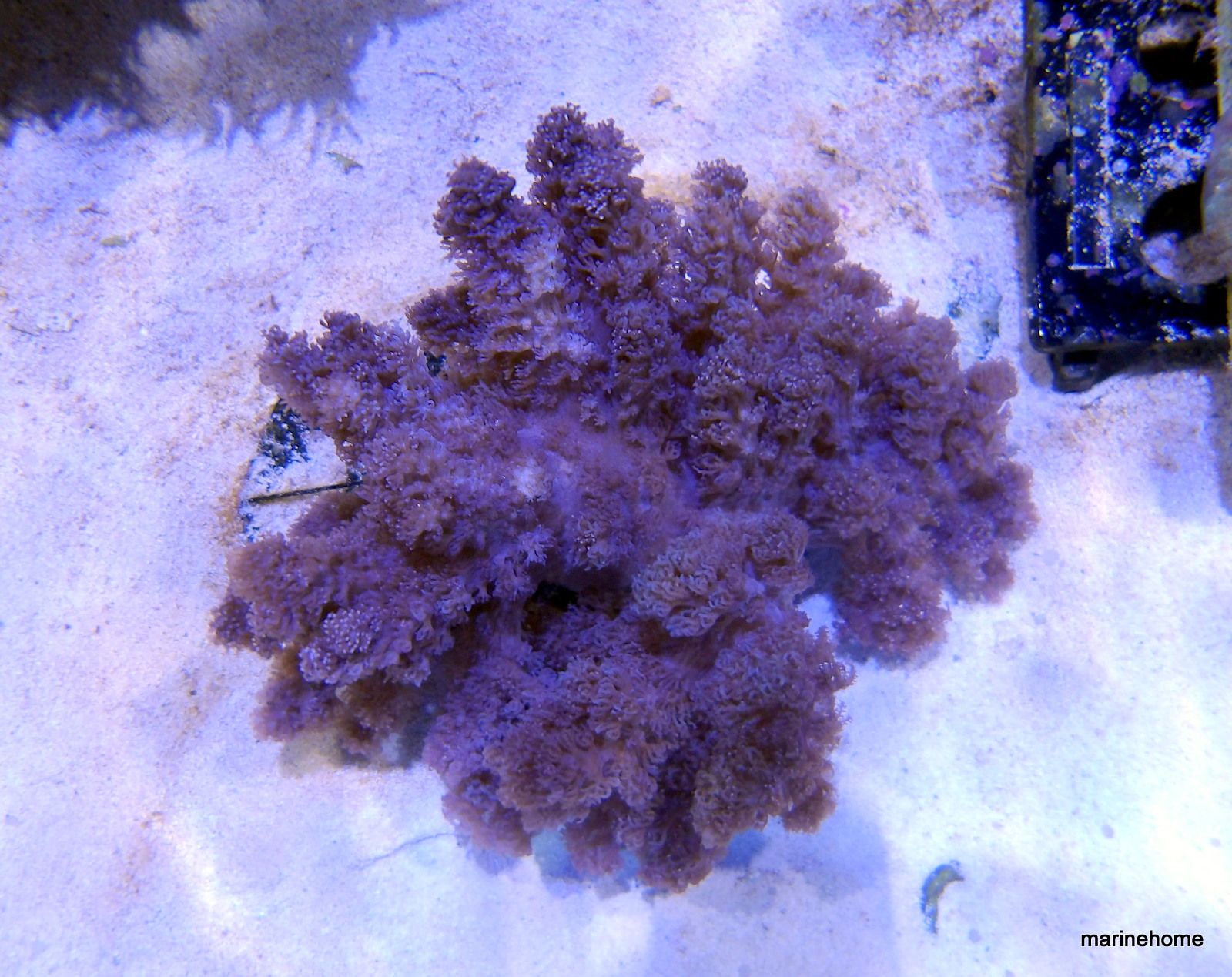 KODAK Digital Still Camera