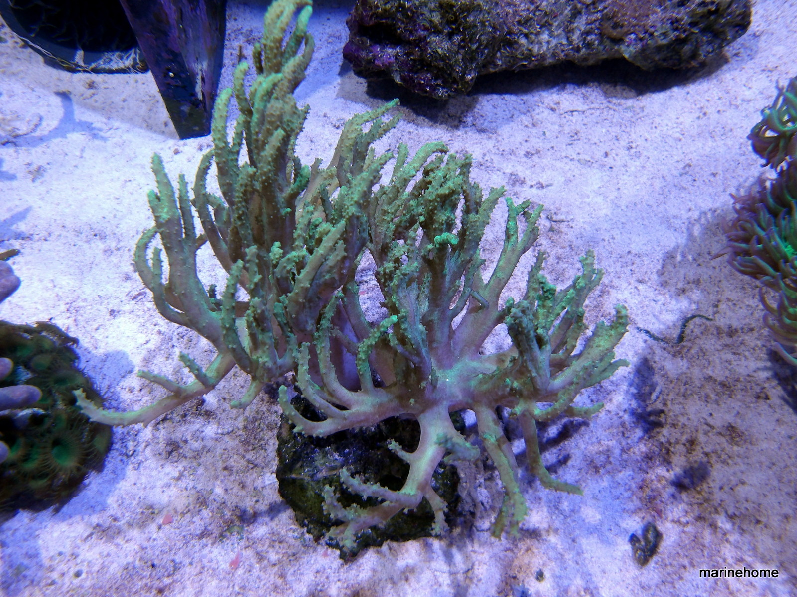 KODAK Digital Still Camera