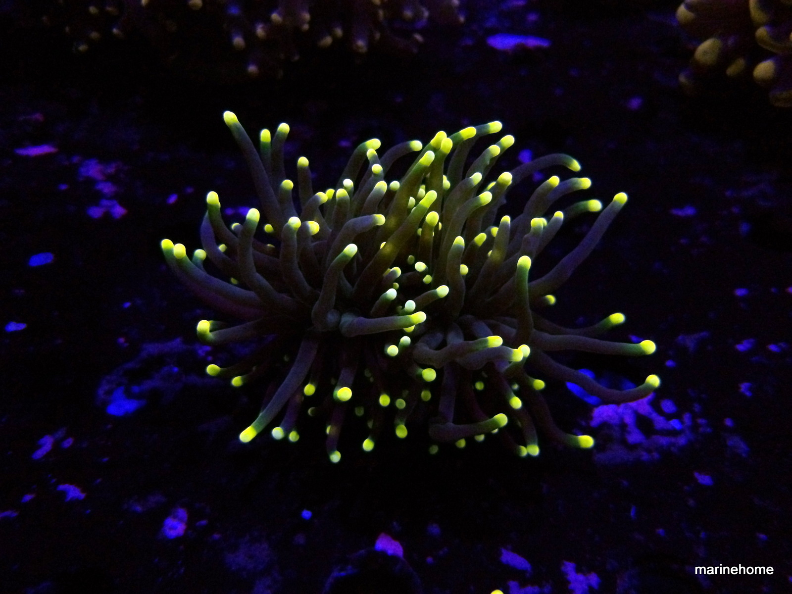 KODAK Digital Still Camera