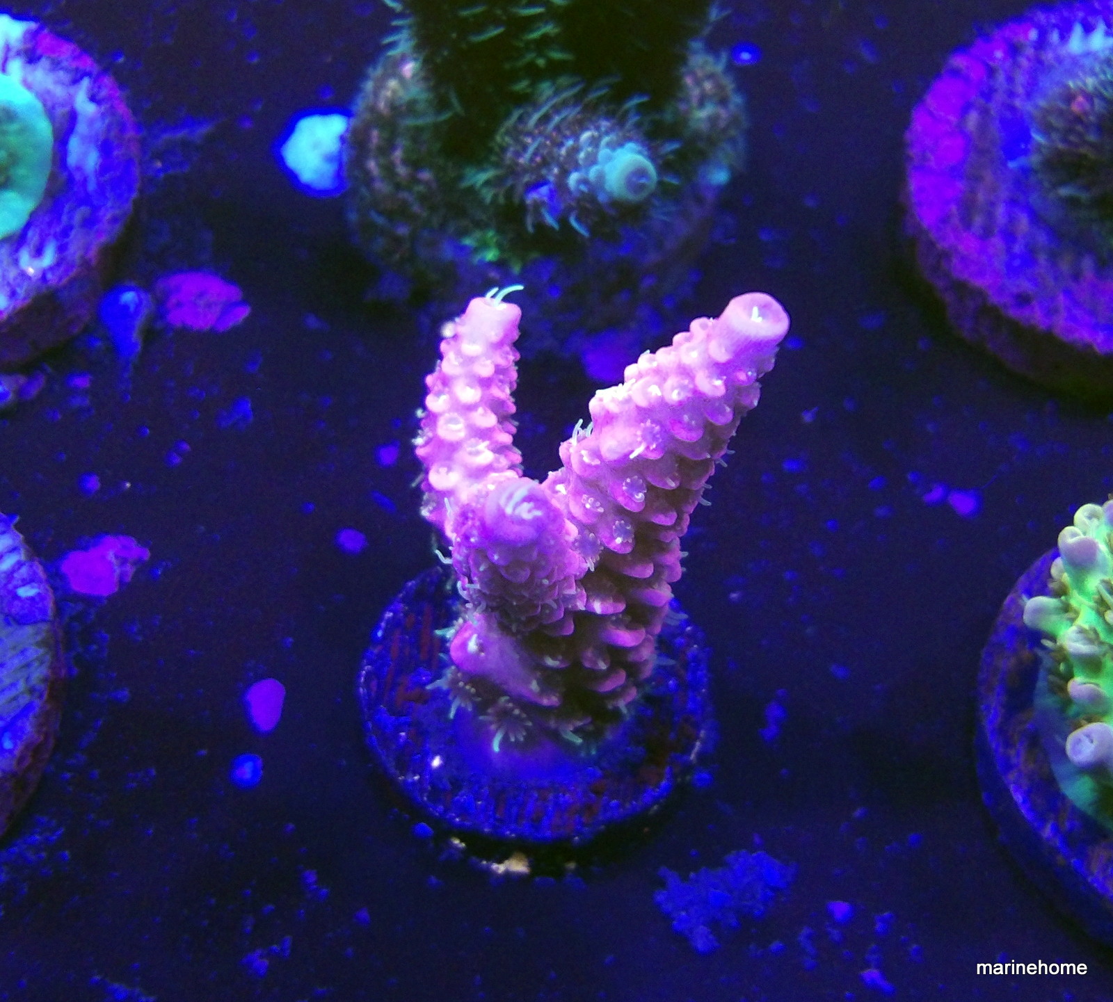 KODAK Digital Still Camera