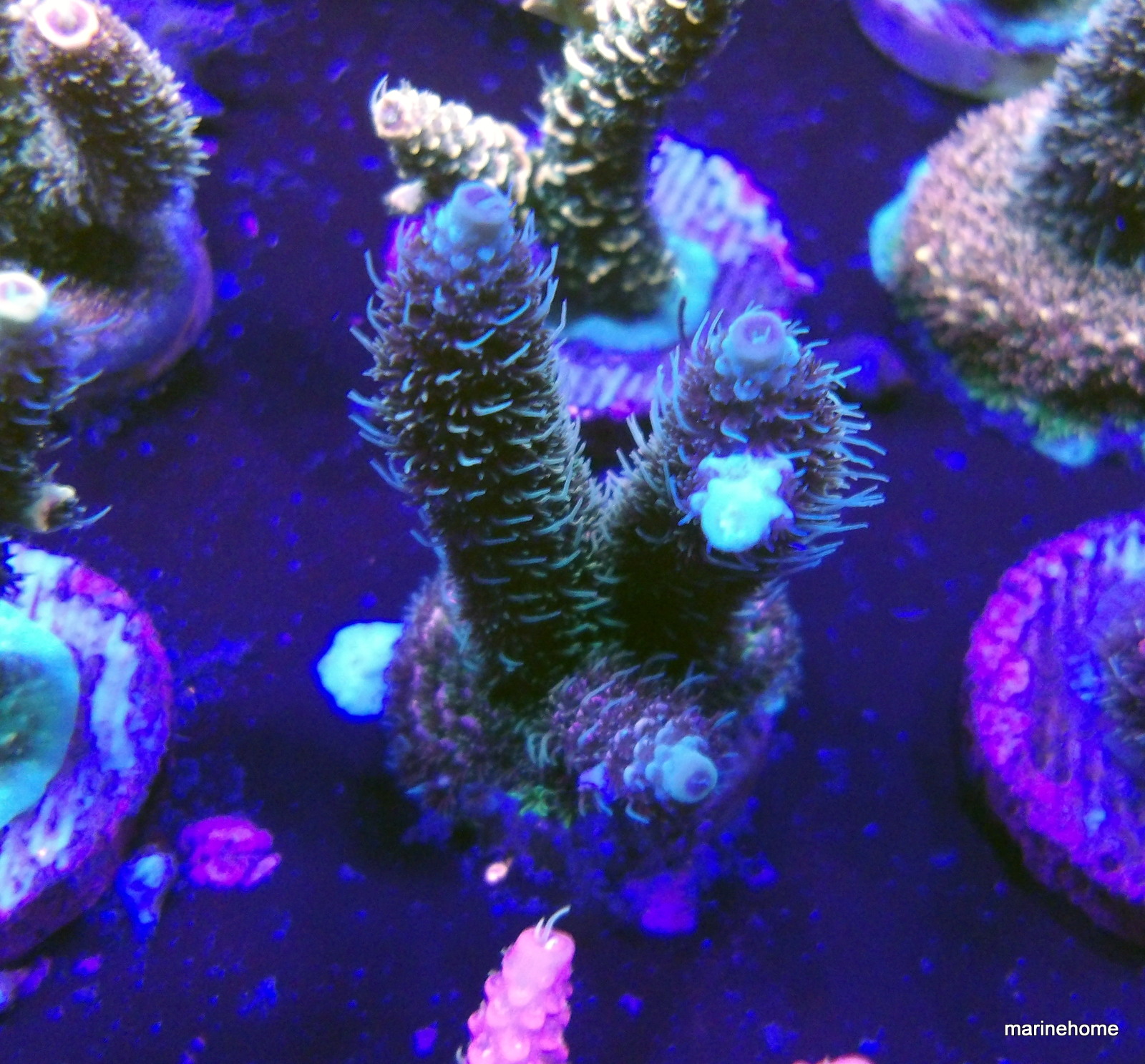 KODAK Digital Still Camera