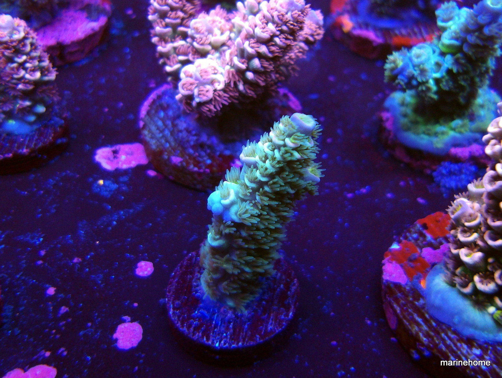 KODAK Digital Still Camera