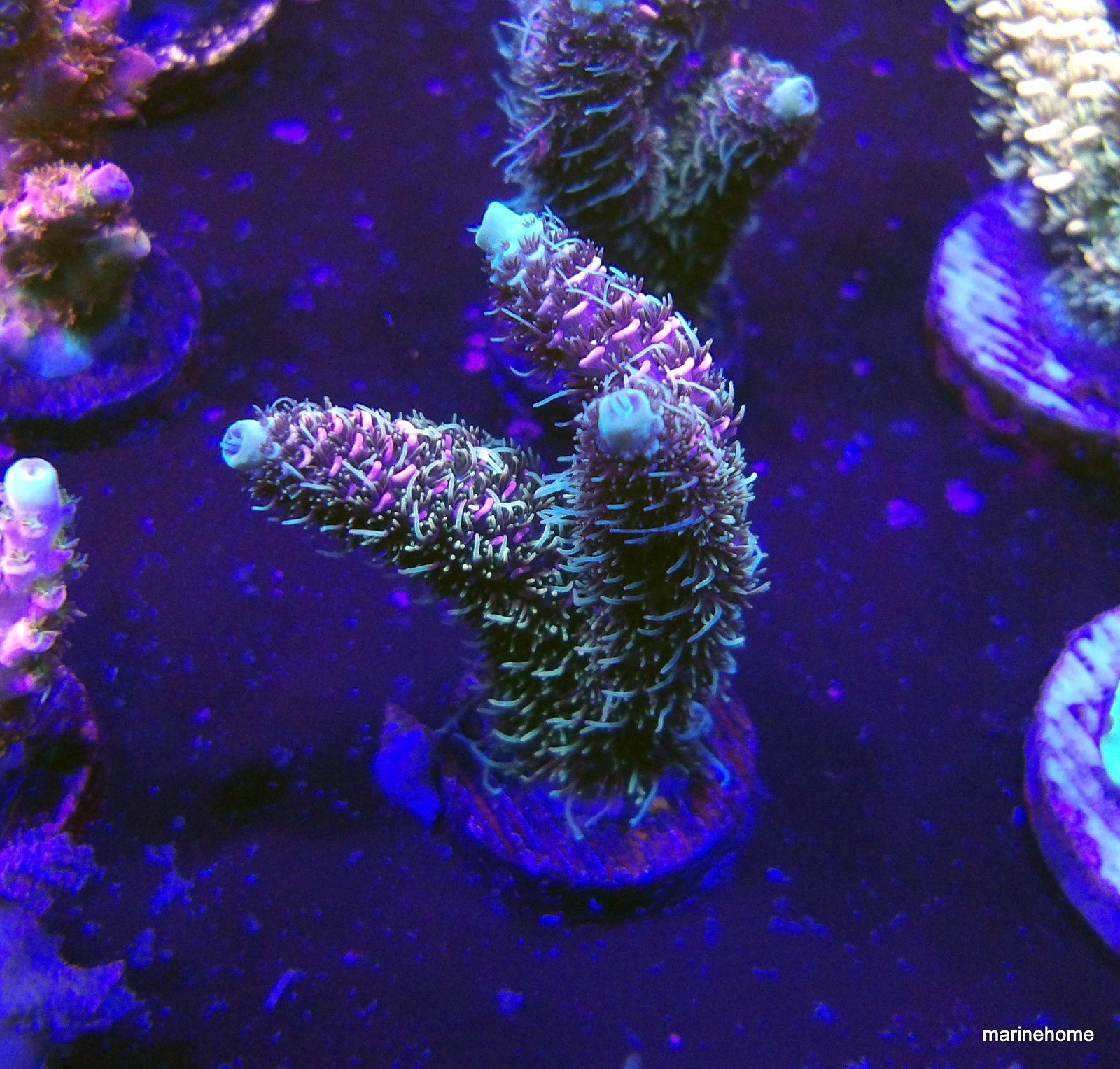 KODAK Digital Still Camera