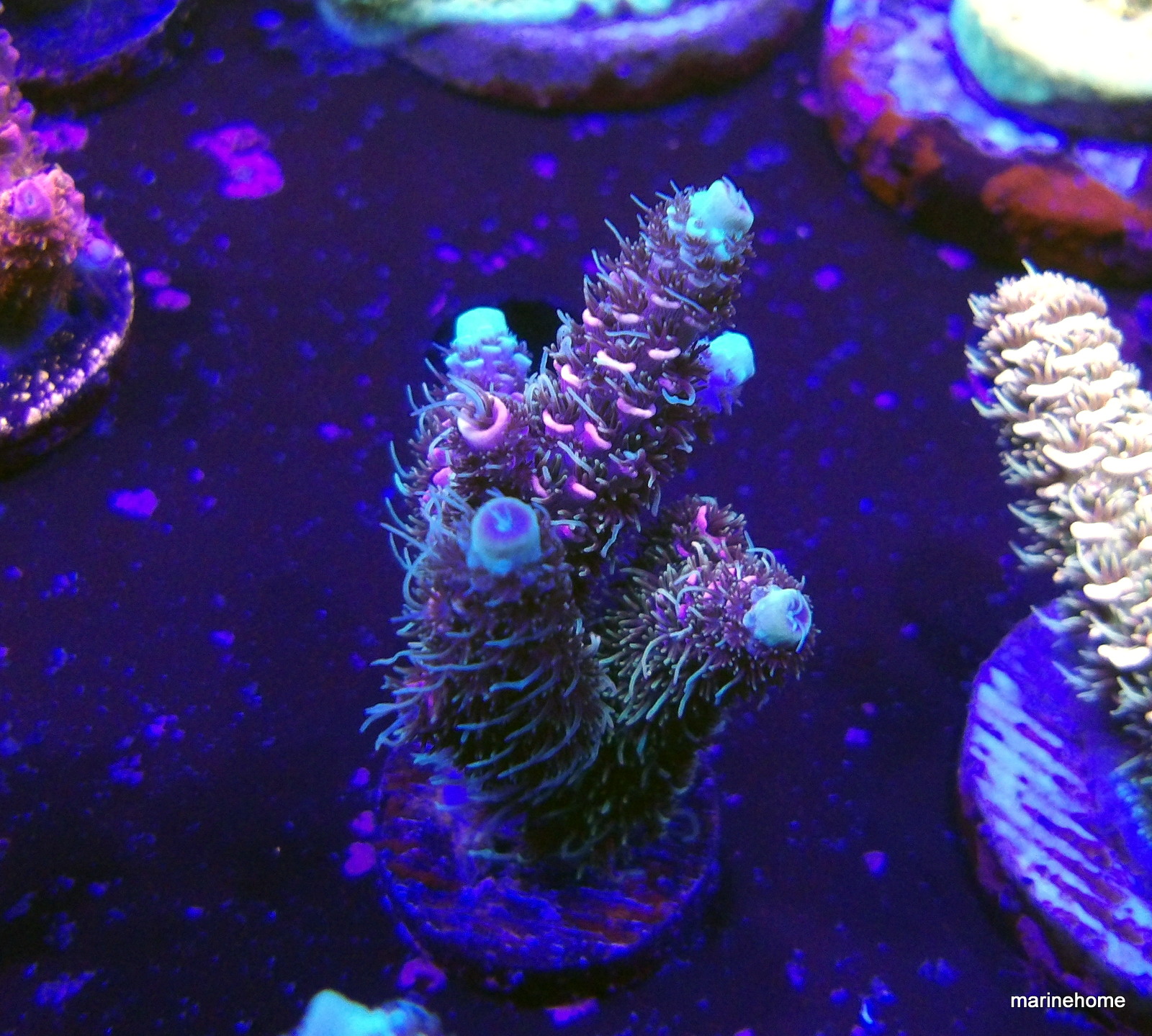 KODAK Digital Still Camera