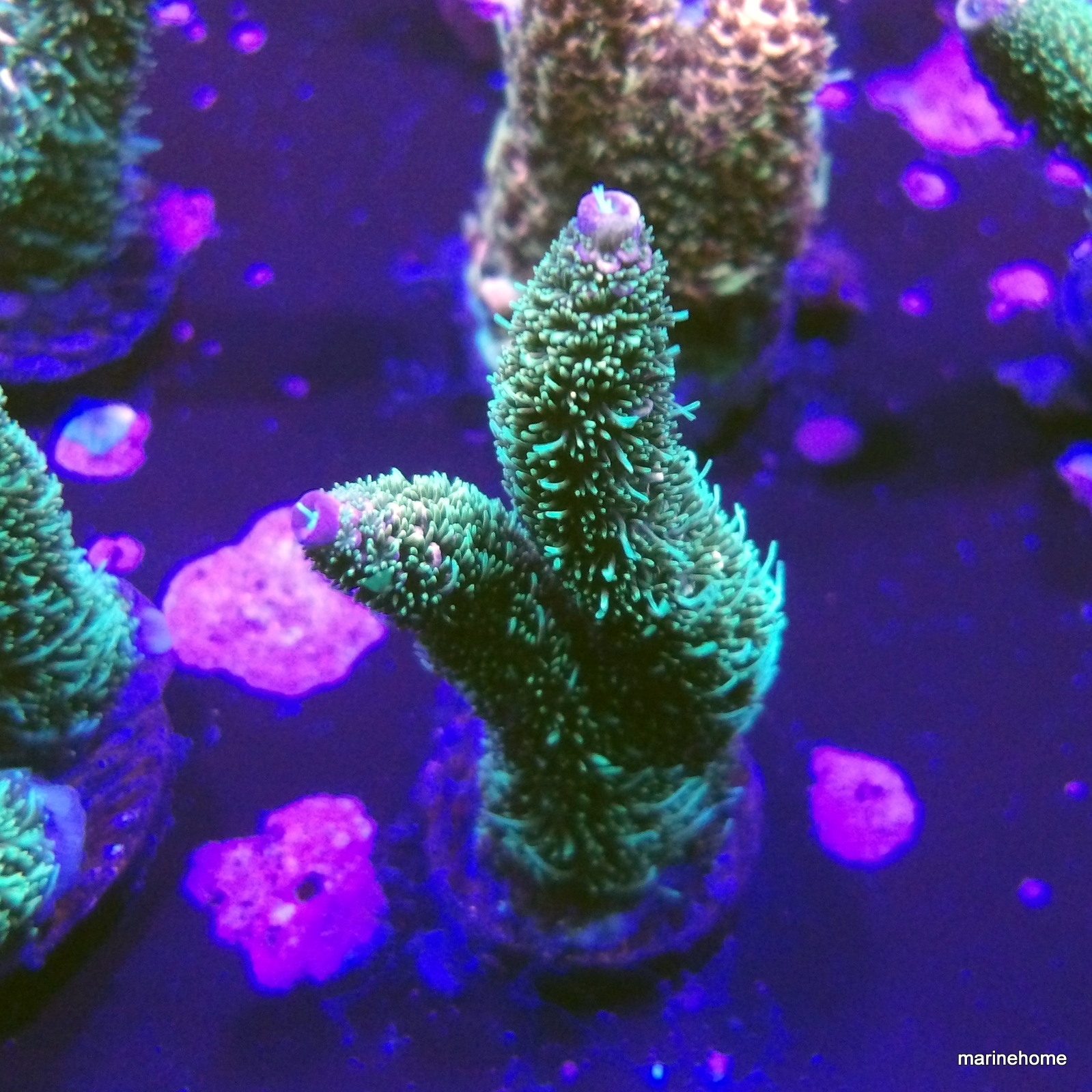 KODAK Digital Still Camera