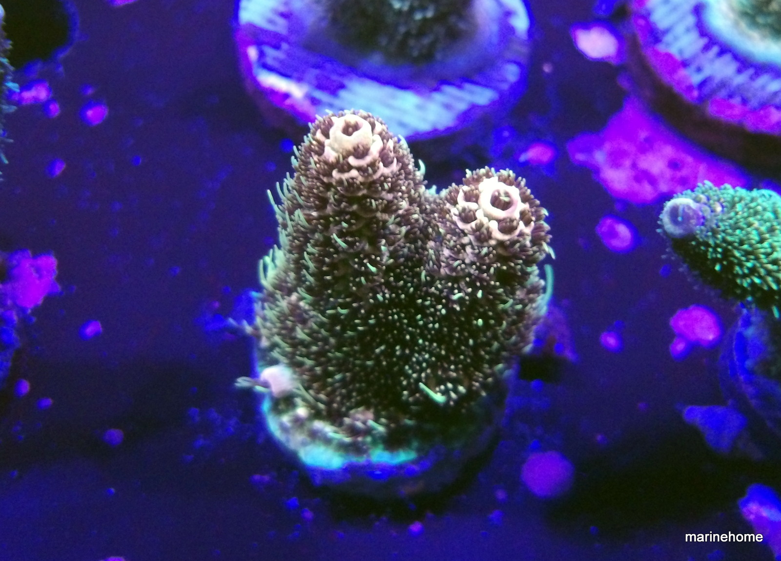 KODAK Digital Still Camera