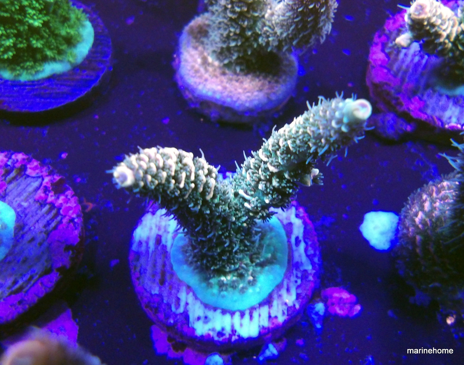 KODAK Digital Still Camera