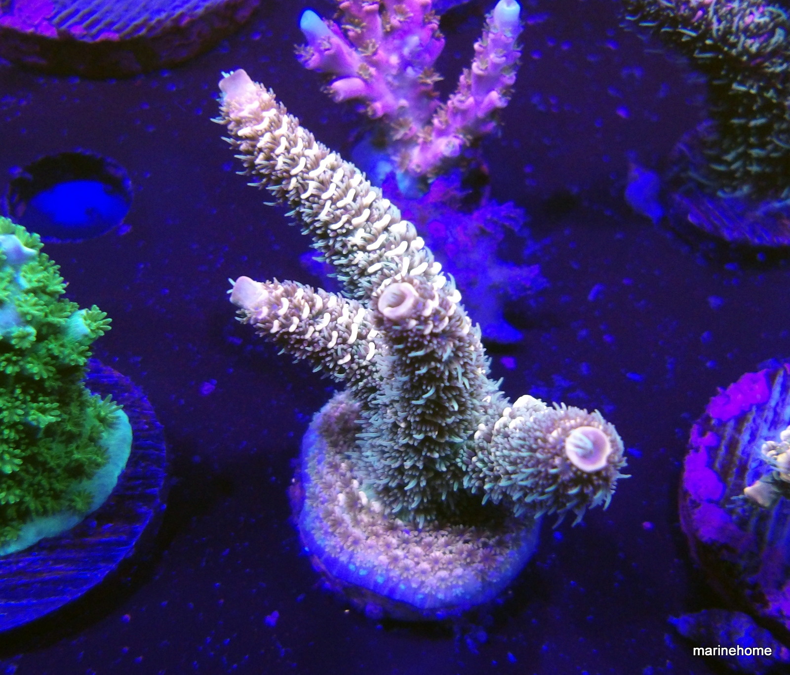 KODAK Digital Still Camera